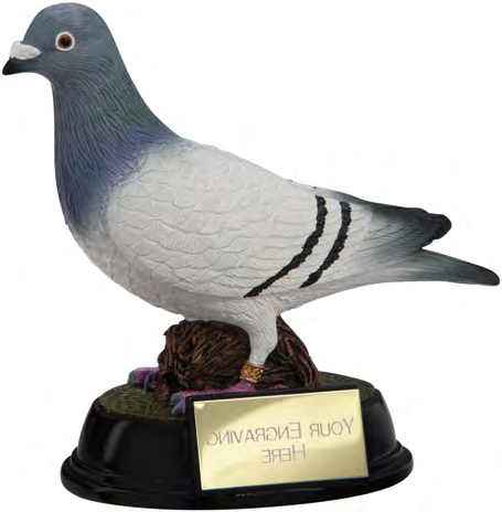 Elite Pigeon – catalogue page 242
